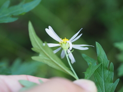 Aster pinnatifidus