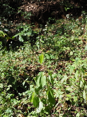 Sigesbeckia glabrescens