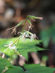 Ainsliaea acerifolia subapoda