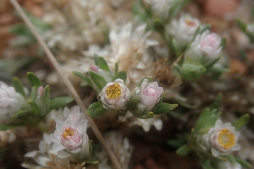 Image of Helichrysum argyrosphaerum by no rights reserved