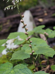 Parasenecio farfarifolius