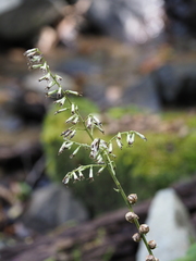 Parasenecio farfarifolius