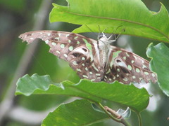 Graphium agamemnon