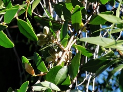 Magnoliopsida