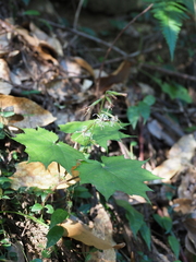 Ainsliaea acerifolia subapoda