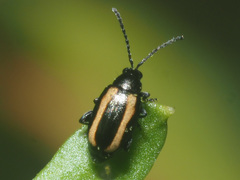 Phyllotreta undulata