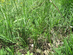 Dontostemon micranthus