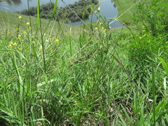 Dontostemon micranthus