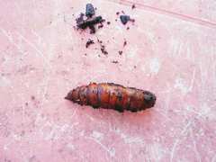 Lepidoptera