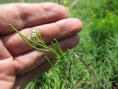 Dontostemon micranthus