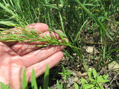 Dontostemon micranthus