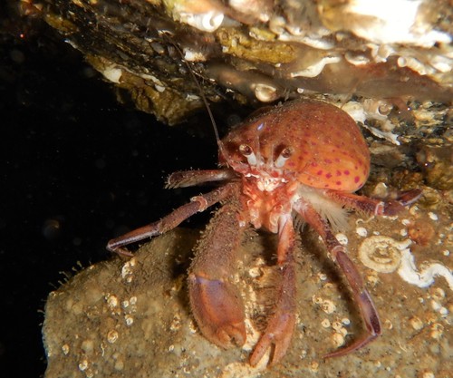 Pagurus prideaux