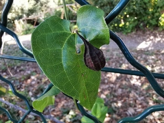 Aristolochia clematitis