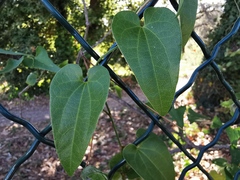 Aristolochia clematitis