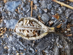 Aristolochia clematitis