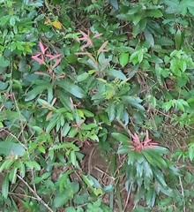 Cassinopsis tinifolia