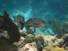 Haemulon carbonarium