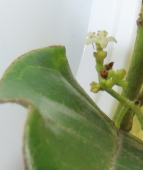 Cassinopsis tinifolia