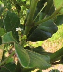 Cassinopsis tinifolia