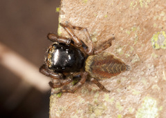 Ilargus