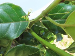 Cassinopsis tinifolia