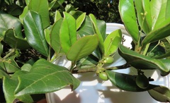 Cassinopsis tinifolia