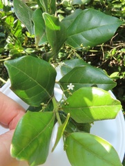 Cassinopsis tinifolia