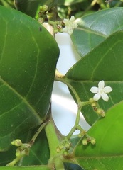 Cassinopsis tinifolia