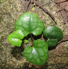 Senecio bryoniifolius