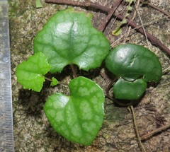 Senecio bryoniifolius