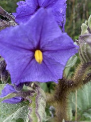 Solanum crinitipes