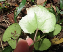 Senecio bryoniifolius