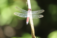 Libellula herculea