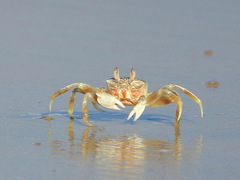Ocypode