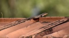 Trachylepis striata