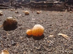Cyttaria hariotii