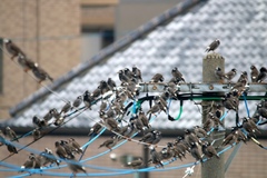 Spodiopsar cineraceus