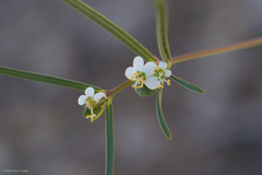Euphorbia florida