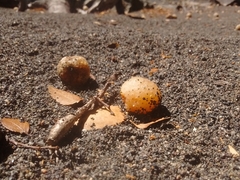 Cyttaria hariotii