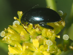 Psylliodes brisouti