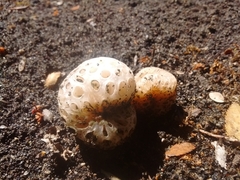 Cyttaria hariotii