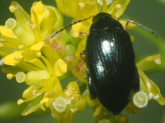Psylliodes brisouti