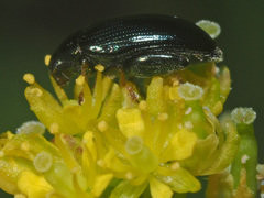 Psylliodes brisouti