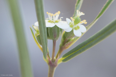 Euphorbia florida