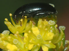 Psylliodes brisouti