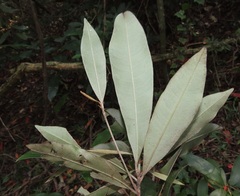 Englerophytum natalense