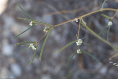 Euphorbia florida