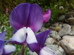 Lathyrus nervosus
