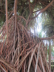 Pandanus utilis