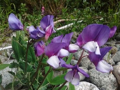 Lathyrus nervosus